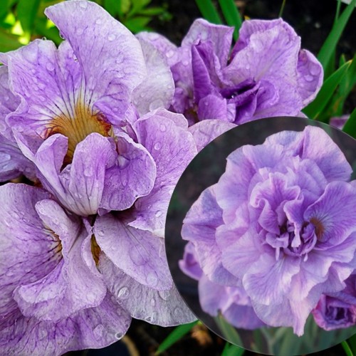 Iris sibirica 'Rigamarole' - Siberi iiris 'Rigamarole' C1,5/1,5L